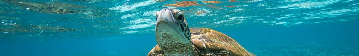 Turtle swimming in clear blue water