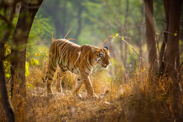 Andhari Tiger Reserve, India